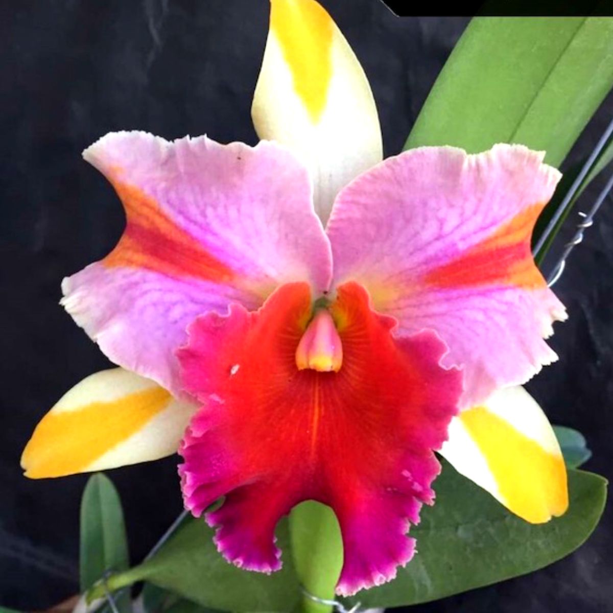 Cattleya Amazing Thailand 'Rainbow' flower displaying vibrant multicoloured petals and classic Cattleya form with exceptional floral presentation. Premium Cattleya orchid for collectors searching for exotic orchid plants and Cattleya orchids in India.