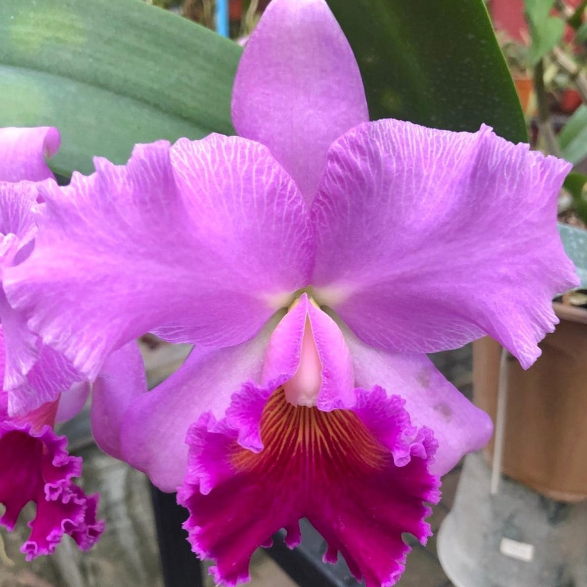 Cattleya Bonanza Queen orchid flower with lavender pink ruffled petals and deep magenta red lip, large fragrant Cattleya bloom, exotic flowering orchid plant India