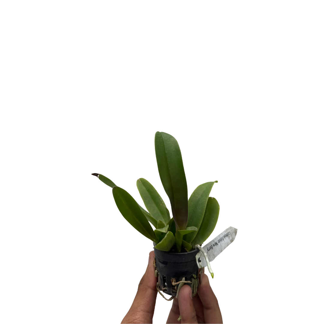 Brassolaeliocattleya Edisto Newberry orchid plant with healthy green leaves, in a pot, vibrant blooming Cattleya hybrid suitable for Indian climate, beginner friendly indoor orchid plant for home decor and balcony garden
