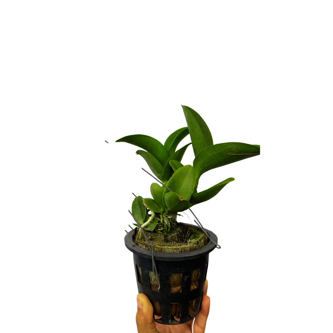 Brassocatanthe Little Mermaid orchid plant with healthy green leaves growing in pot, compact beginner friendly orchid hybrid suitable for Indian climate, indoor orchid plant for home decor and balcony garden.