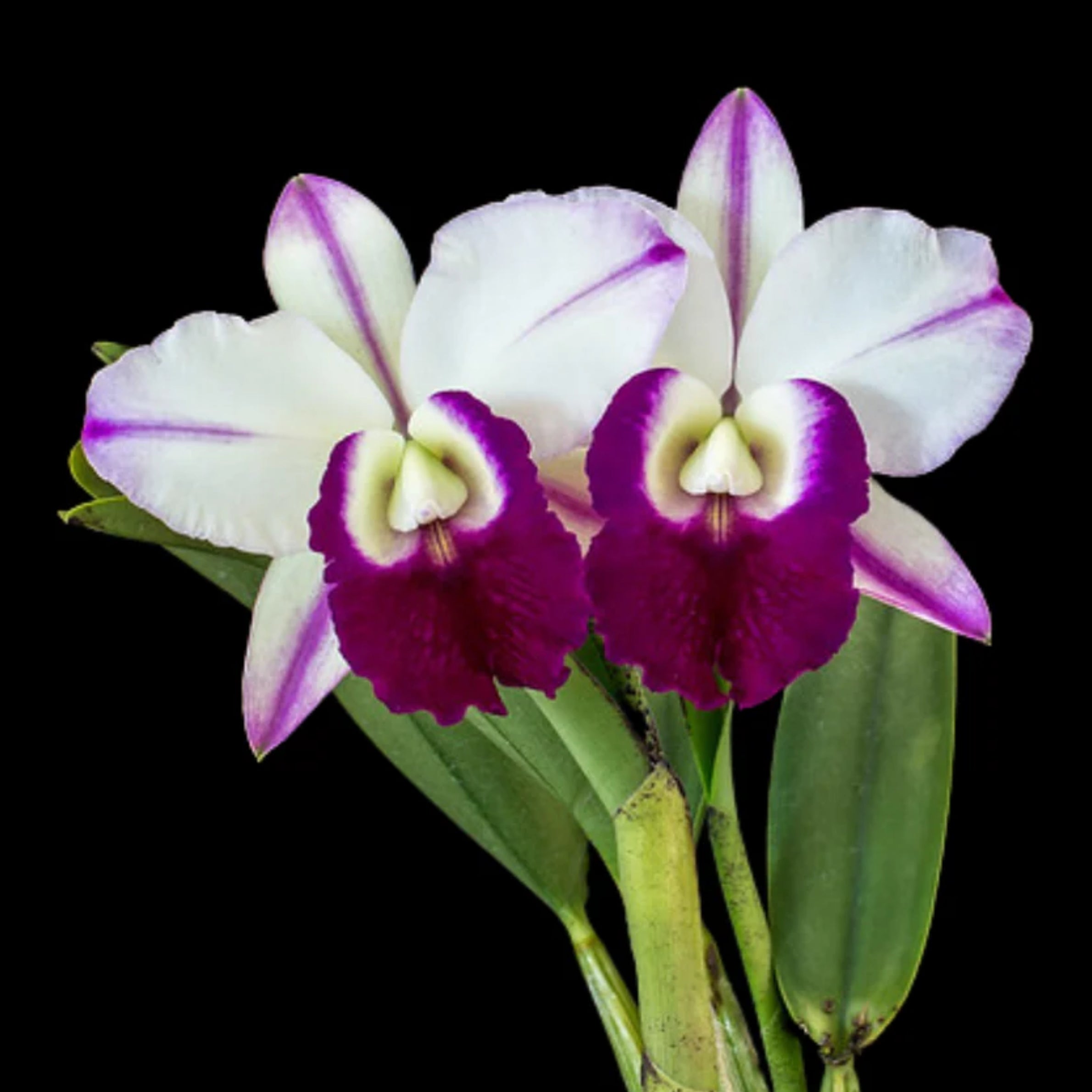 Cattleya Memoria Robert Strait orchid flower with large white petals, deep purple velvet lip, exhibition style blooms, and premium floral display ideal for orchids online India, Cattleya orchid lovers, and exotic flowering orchid collections.