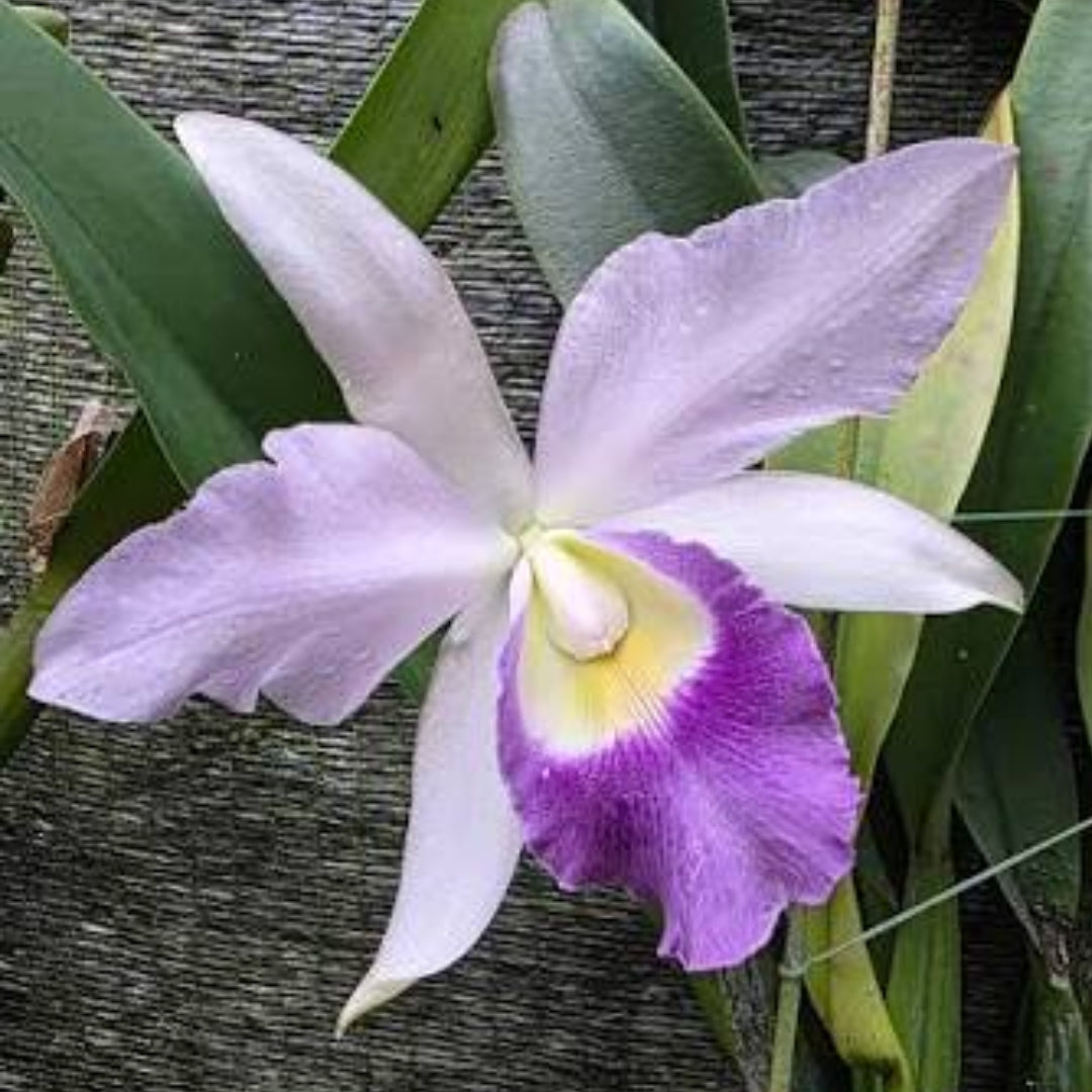 Cattleya Mishima Elf Blue flower featuring soft lavender petals, a vibrant purple lip, and yellow throat, a premium Cattleya orchid in India.
