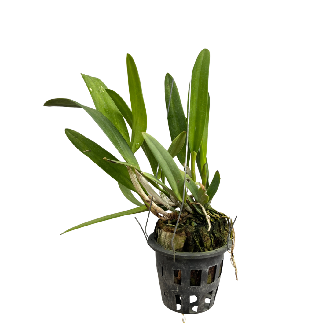 Cattleya Mishima Elf orchid plant with healthy green foliage and developing growth, exotic Cattleya orchid plant available for doorstep delivery in India