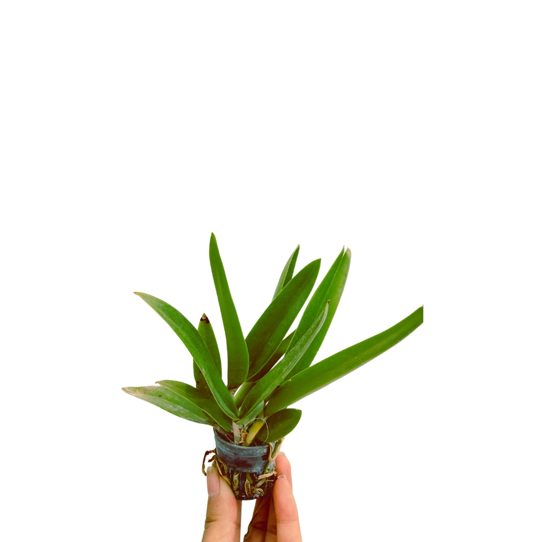 Well rooted Brassolaeliocattleya Nadia Song × Petch Korat orchid plant with vigorous green growth and excellent plant health.