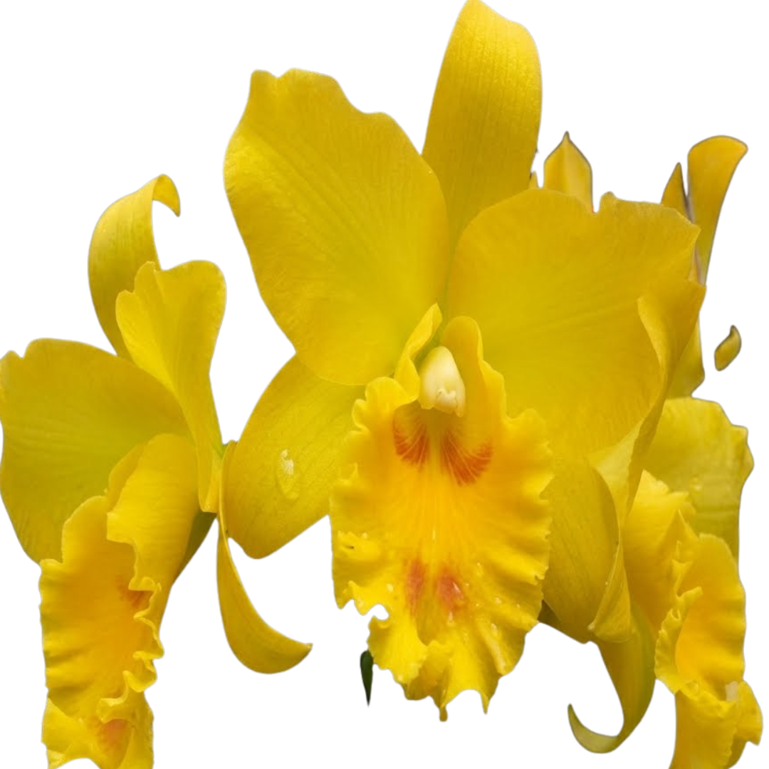 Rth. Jairak Delight (Haadyai × Thiti Big Clump) Cattleya hybrid orchid with large, vibrant ruffled blooms and a striking colourful lip.