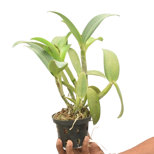CCattleya Ploenpit Fantasy Jairak orchid plant with healthy pseudobulbs, lush green foliage, and vigorous growth suitable for orchid collections, greenhouse growing, indoor orchid displays, and customers searching for healthy live orchid plants online in India.