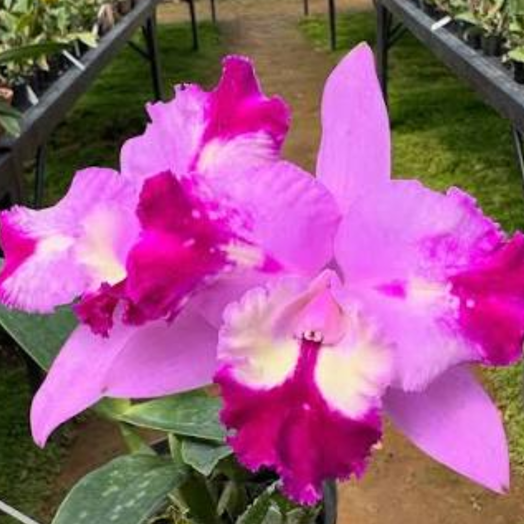 Cattleya Qing Ming Cat orchid flowers in vibrant magenta pink with creamy white and pale yellow throat, exotic pink Cattleya orchid blooms, buy orchid plants online India