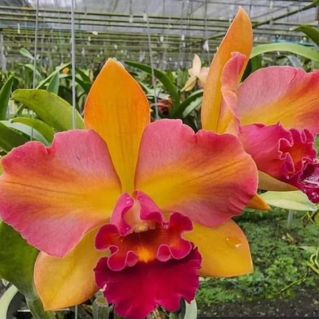 Rhyncattleanthe River Kwai Rainbow Cattleya alliance orchid flower with vibrant colourful blooms, exotic live orchid plant for orchid collectors.