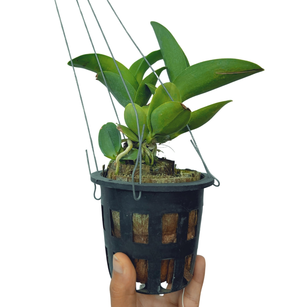 Premium Cattleya River Kwai Rivers live orchid plant with healthy leaves and well established growth, ideal for orchid collections.