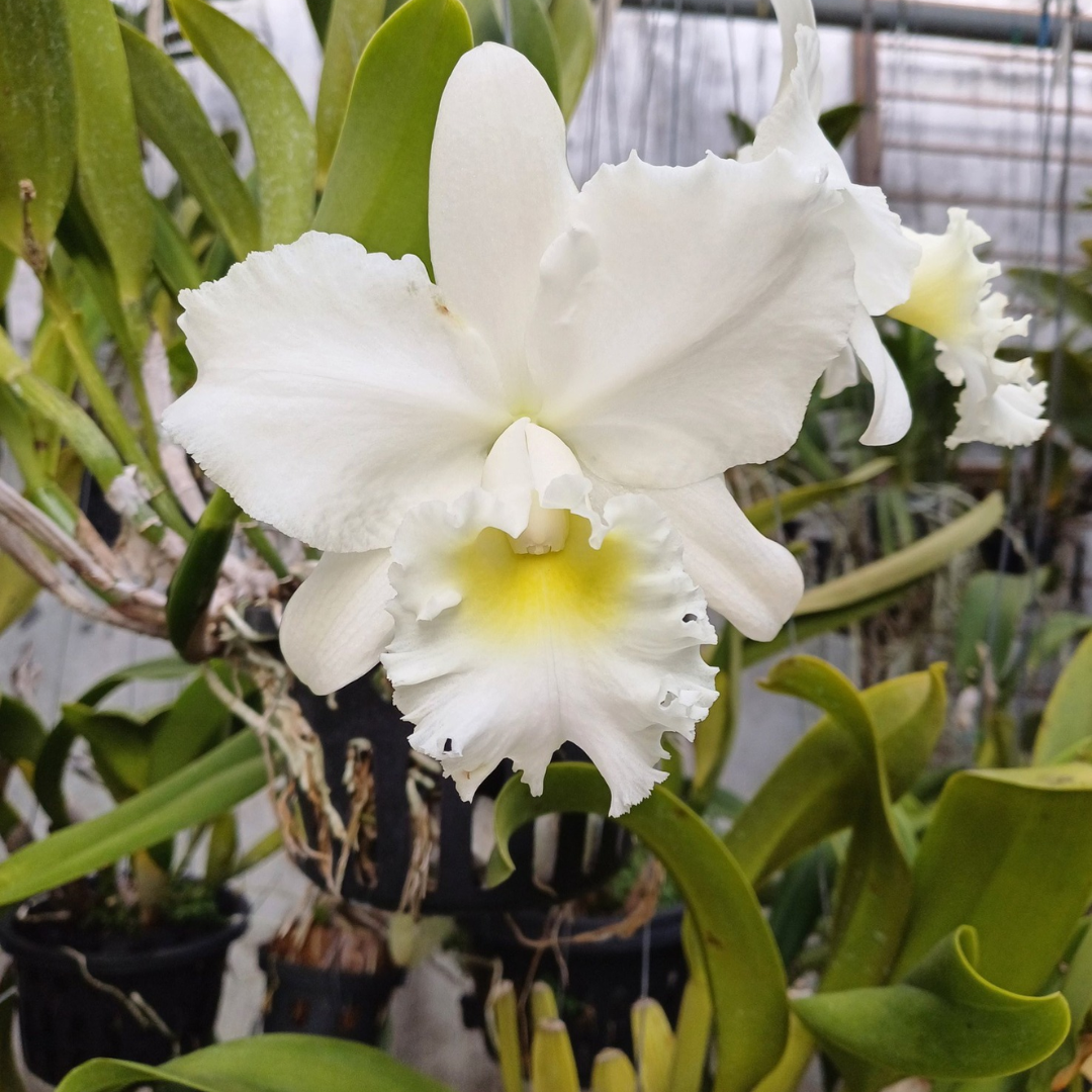 River Kwai White orchid flower with pure white petals and  yellow throat, compact rounded Cattleya bloom, elegant flowering orchid plant India 