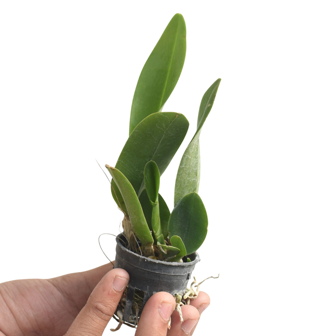 River Kwai White orchid plant with compact growth, green leaves, growing in pot, healthy Cattleya hybrid suitable for Indian climate, beginner friendly indoor orchid plant for home decor and home garden