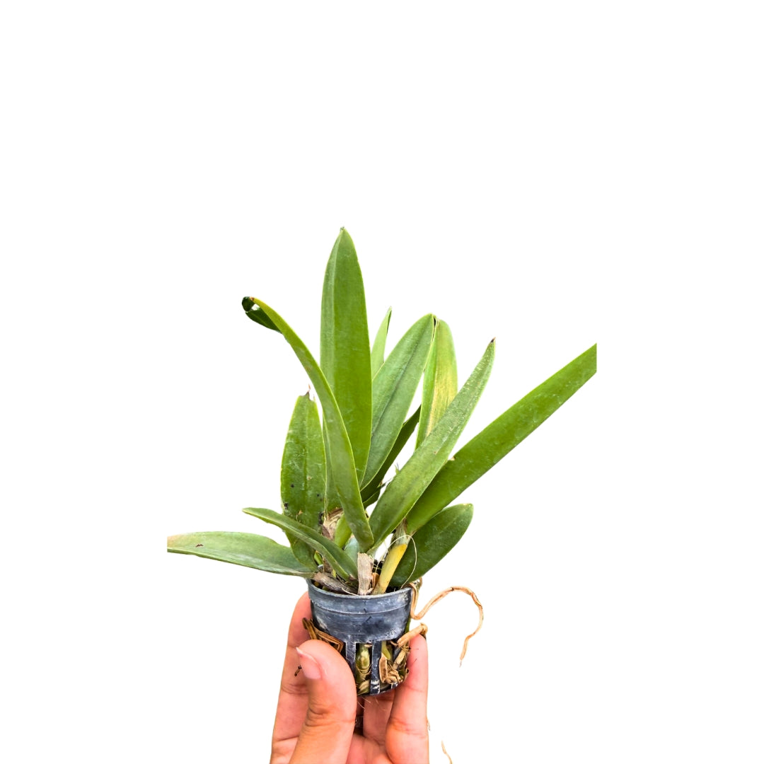 Healthy Brassocatanthe Taiwan Mermaid orchid plant with strong green leaves and growing in a pot, a beginner friendly flowering orchid suitable for Indian homes, balcony gardens, and tropical plant collections