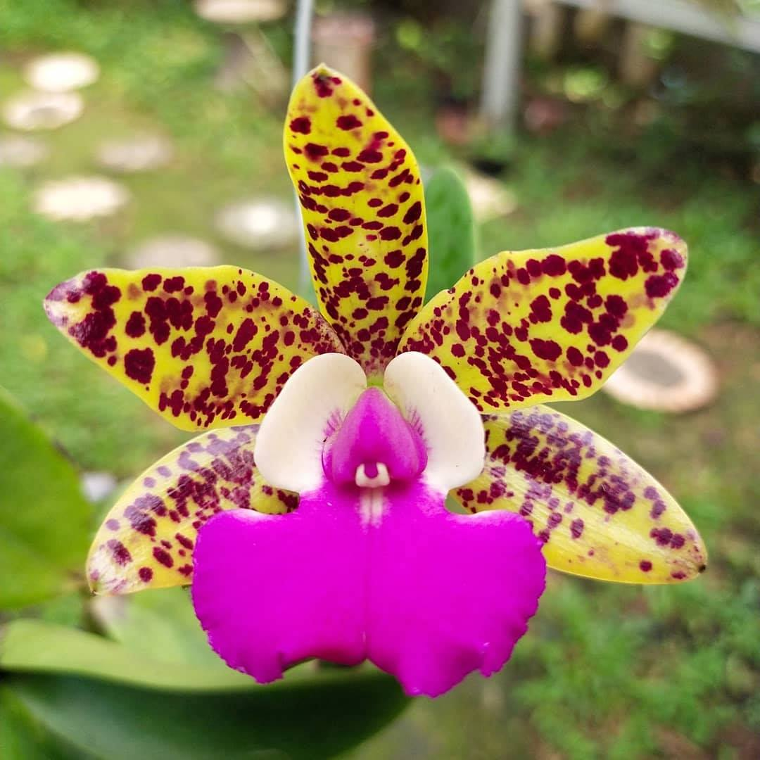 Cattleya Tosapol Spot x Aclandiae orchid flower with yellow green petals covered in dark red purple spots and contrasting lip, unique spotted Cattleya bloom, exotic flowering orchid plant India