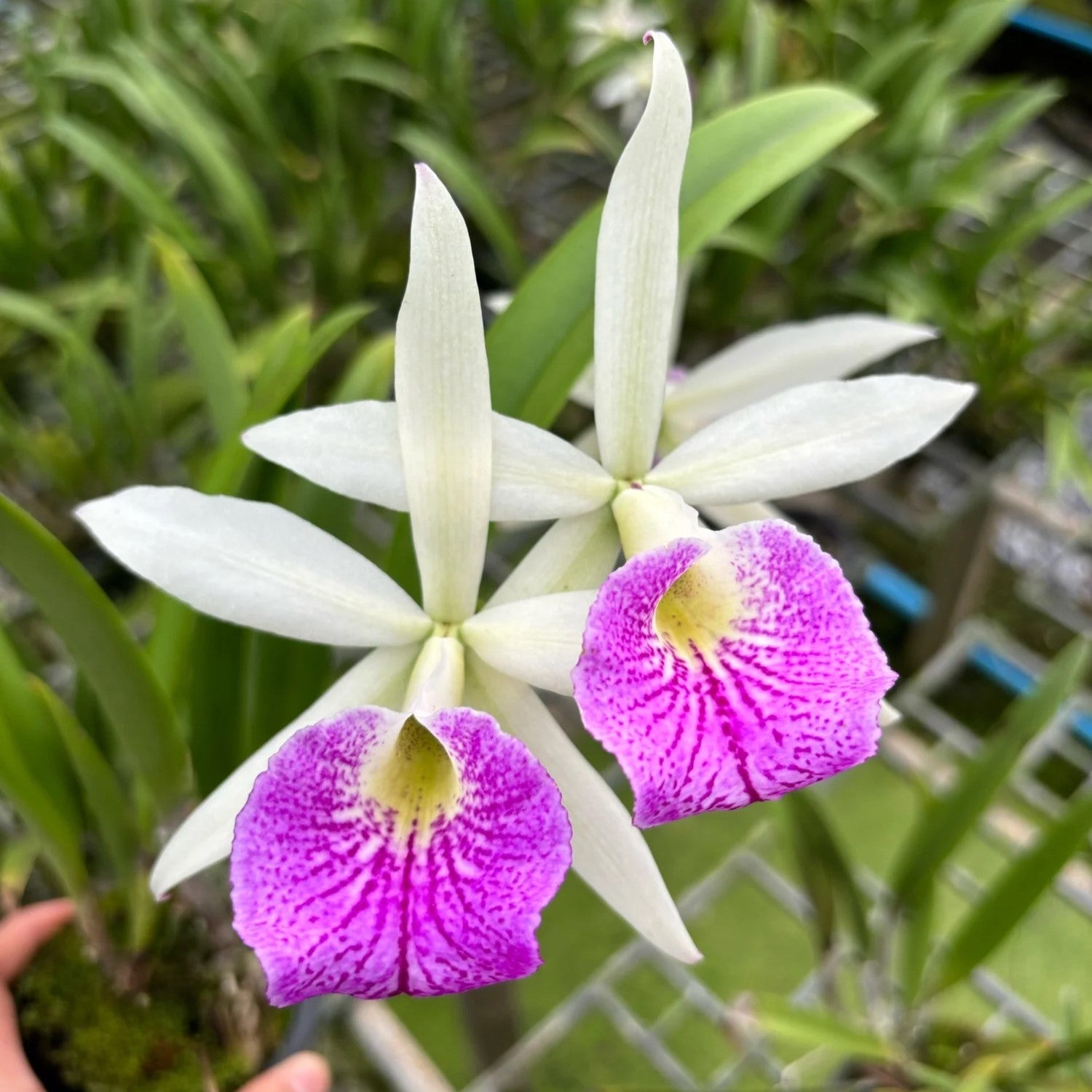 Cattleya Yuan Nan Star War blooming orchid flower with white petalsmand bright magenta lip, star influenced Cattleya bloom, exotic and unique flowering orchid plant India