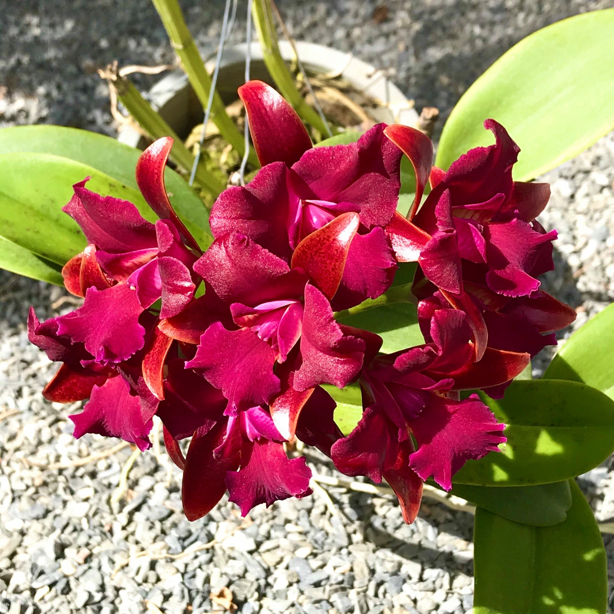 Cattlianthe Great Balls of Fire