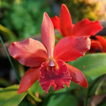 Cattlianthe India Rose Sherwood