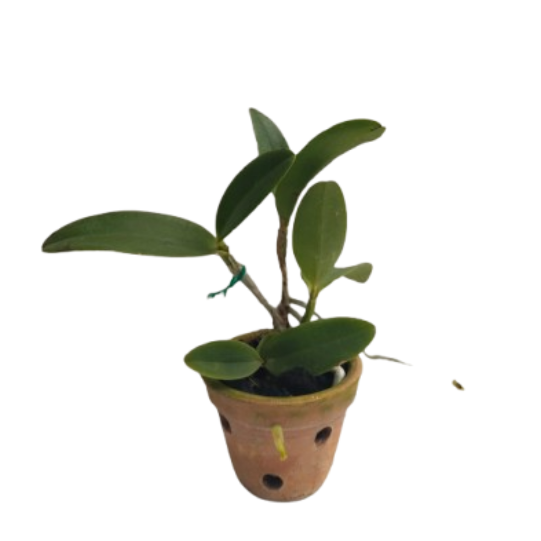 Cattlianthe Ploenpit Crown