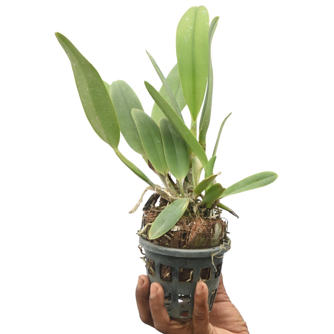 Cattlianthe Tropical Trick orchid plant with green leaves, growing in pot, healthy Cattleya hybrid suitable for Indian climate, beginner friendly orchid plant for indoor decor and balcony garden