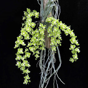 Chiloschista viridiflava Green Orchid: A Stunning Botanical Marvel
