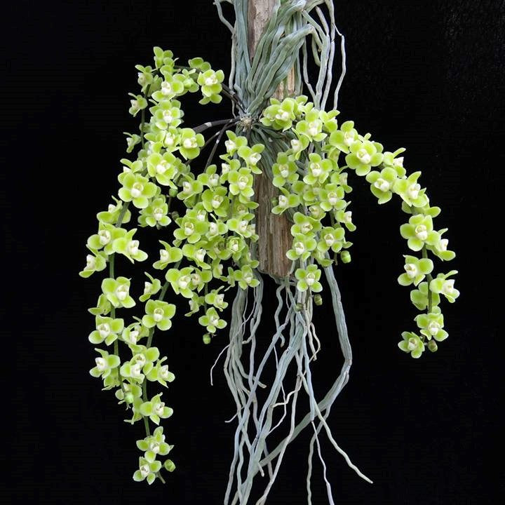 Chiloschista viridiflava Green Orchid: A Stunning Botanical Marvel