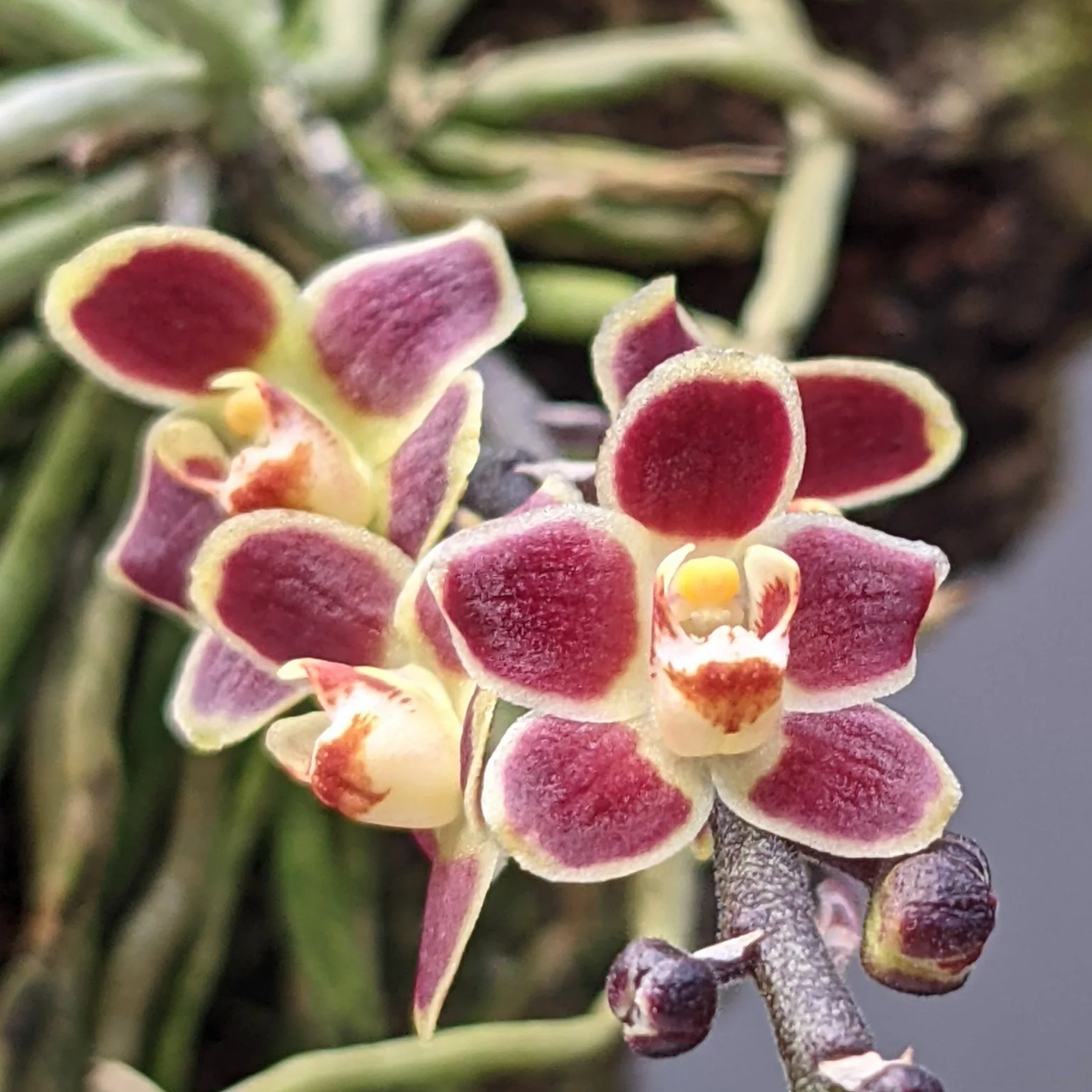 Chiloschista Lunifera rare leafless orchid flower with deep maroon purple miniature blooms, pale yellow-green margins, star shaped exotic flowers, and tropical orchid beauty ideal for rare orchid collections, mounted orchid displays, indoor orchid décor, greenhouse orchid growing, and orchid collectors in India. Premium miniature orchid species with decorative clustered blooms, exotic flowering habit, and collector grade tropical orchid appearance for imported orchid enthusiasts.