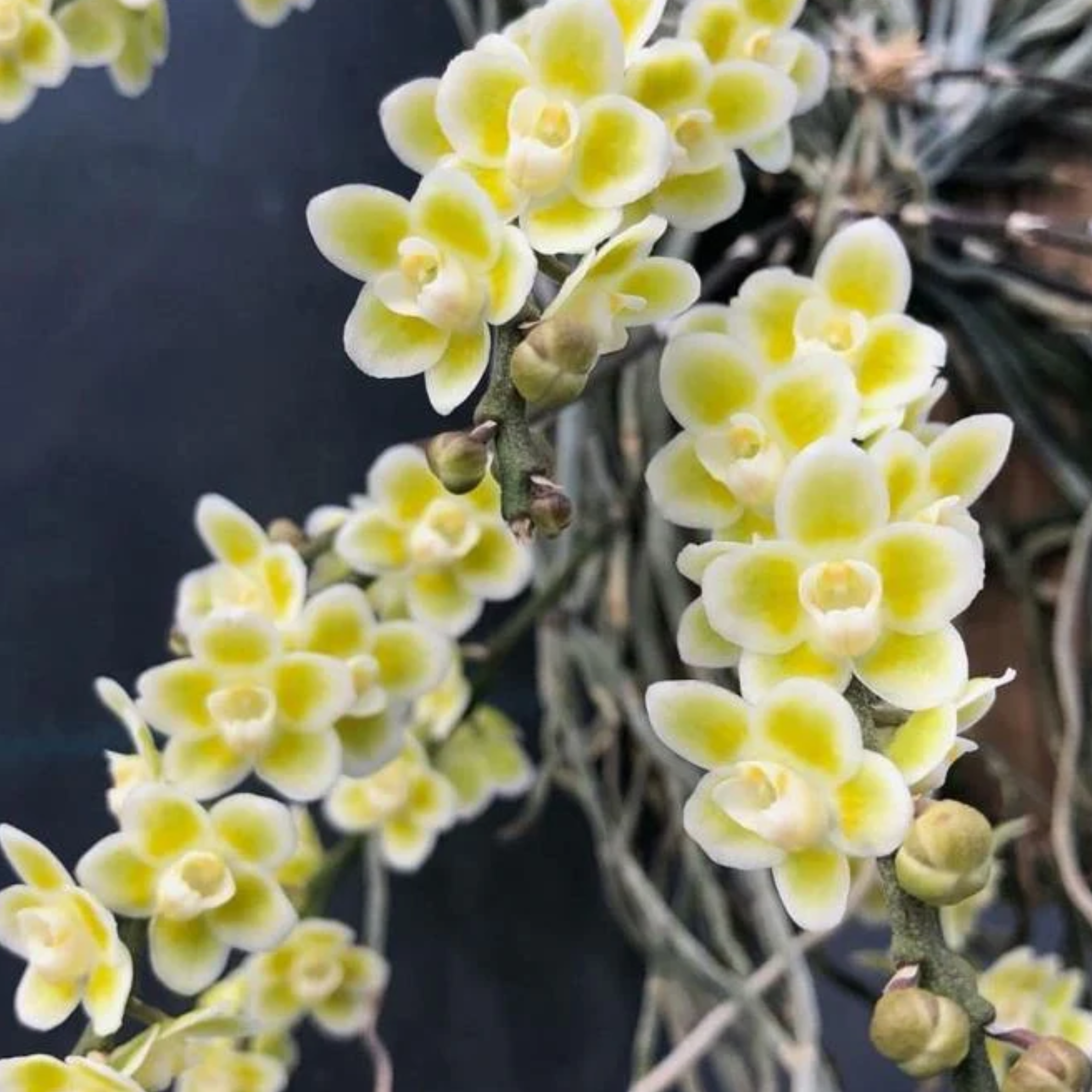 Chiloschista Lunifera rare orchid flower with creamy white blooms, soft lime yellow centers, miniature star shaped flowers, and exotic tropical orchid beauty ideal for mounted orchid displays, hanging orchid arrangements, rare orchid collections, and orchid collectors in India. Premium miniature species orchid with elegant cascading flower spikes, decorative exotic blooms, and collector-grade tropical orchid appearance.