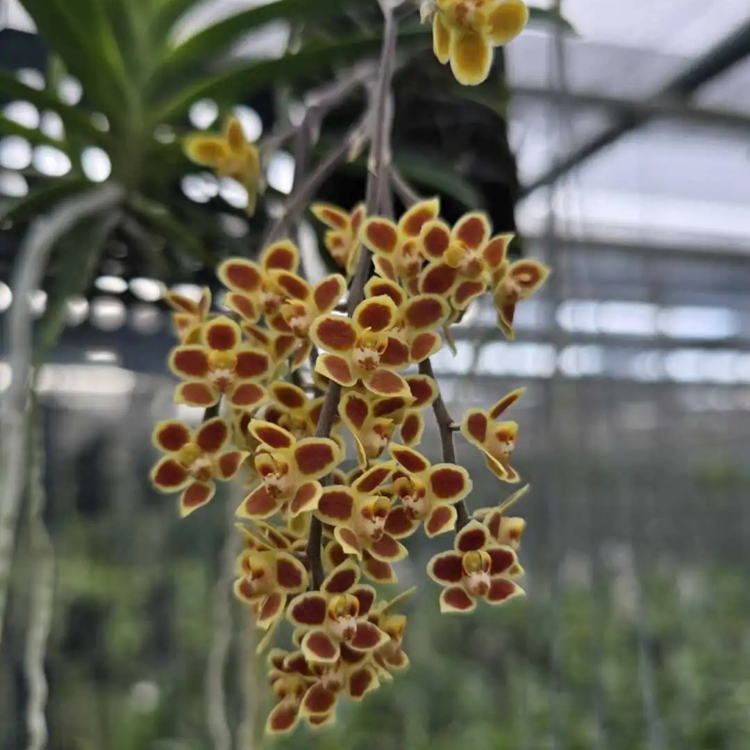 Chiloschista lunifera x viridiflava orchid flowers with small star shaped yellow green blooms and delicate patterns, leafless miniature orchid blooming in clusters for collectors in India.