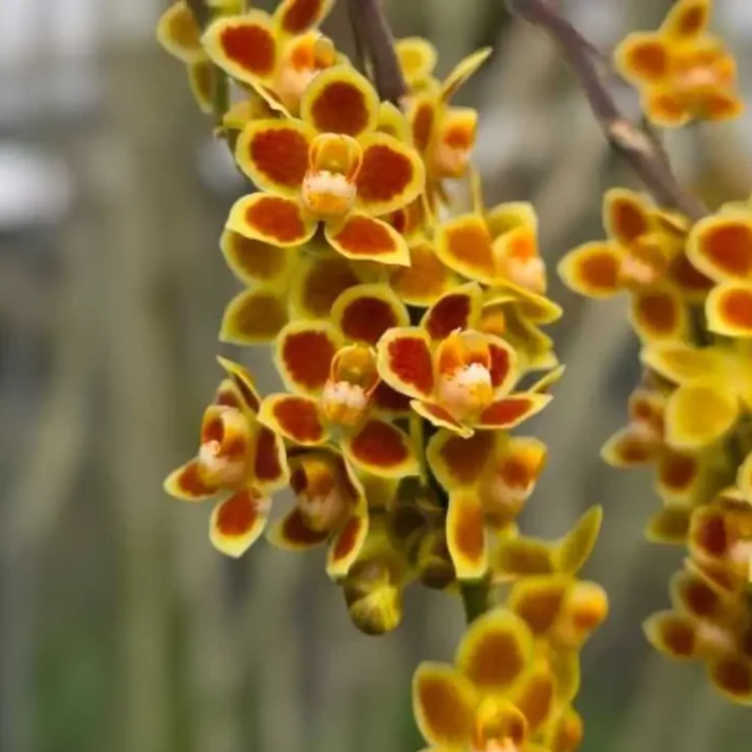 Chiloschista lunifera x parisii ‘Suanphueng’ orchid flowers, delicate blooms of a unique leafless exotic orchid hybrid