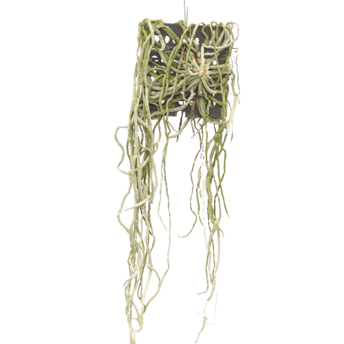 Chiloschista lunifera x parisii ‘Suanphueng’ leafless orchid plant with exposed green roots, unique live orchid available with doorstep delivery in India