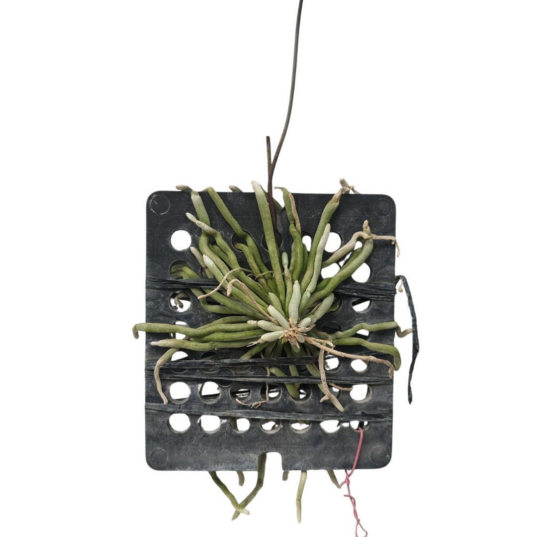 A leafless Chiloschista nakornpanomensis orchid mounted on a piece of wood, featuring a dense cluster of small, pale yellow or cream-colored flowers with subtle orange-brown center markings.