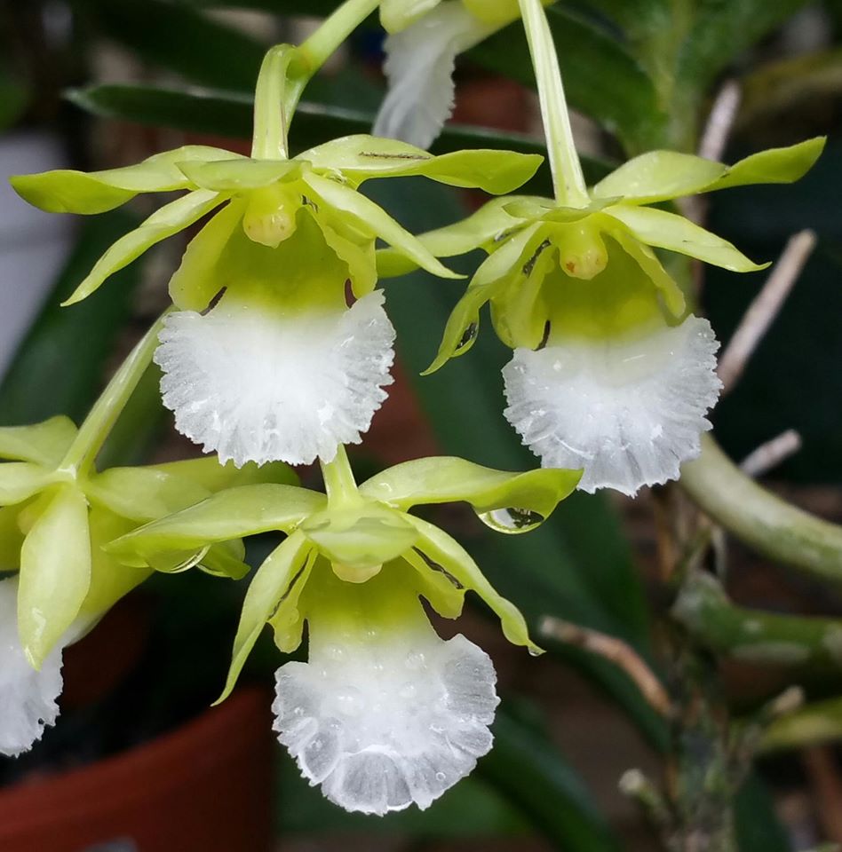 Christensonia vietnamica miniature orchid in bloom with delicate green yellow star shaped flowers and a highlighted center, forming neat clusters on short spikes, exotic species orchid for collectors.