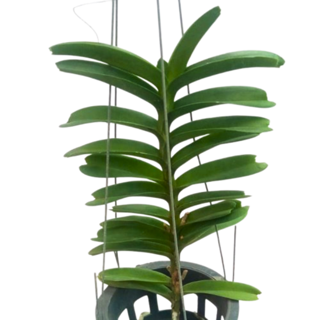 Christensonia vietnamica orchid plant with compact leafy growth and thick strap like leaves in a pot, healthy miniature orchid suitable for indoor spaces, mounted display, and orchid collections in India.