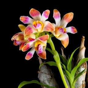 "Chysis Limminghei Chysis Aurea Orchid - Golden-Hued Blooms"