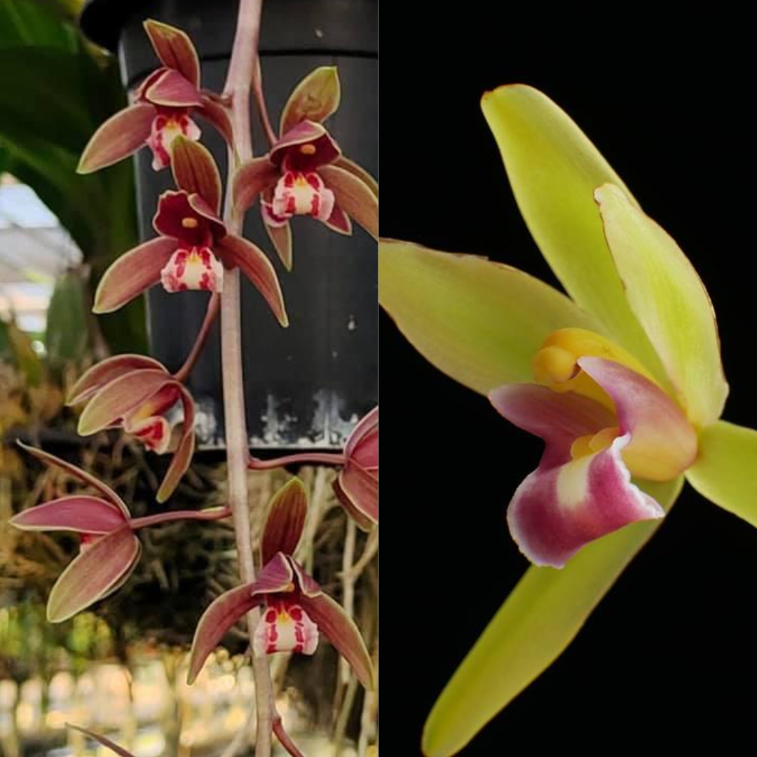 Cymbidium clare natasha x Hanalei Alba
