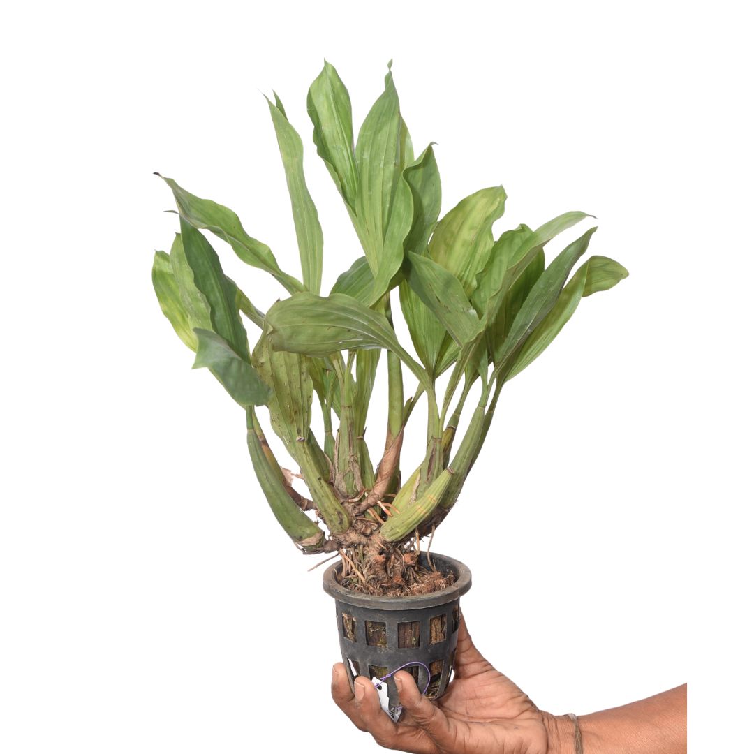 Coelogyne Rochussenii orchid plant with long cascading flower spikes, healthy green foliage, and vigorous hanging growth ideal for mounted orchid displays and tropical orchid collections in India.
Premium quality hanging orchid plant online in India with exotic cascading blooms and strong tropical growth perfect for orchid houses, balconies, and collector orchid displays.