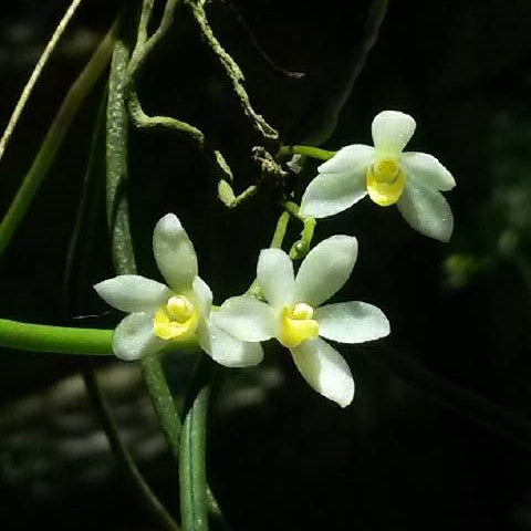 Cordiglottis filiformis orchid flower displaying delicate miniature blooms and elegant species characteristics. Rare orchid species for collectors searching for exotic orchids and orchid plants online in India.