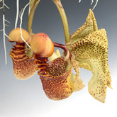 Coryanthes macrantha