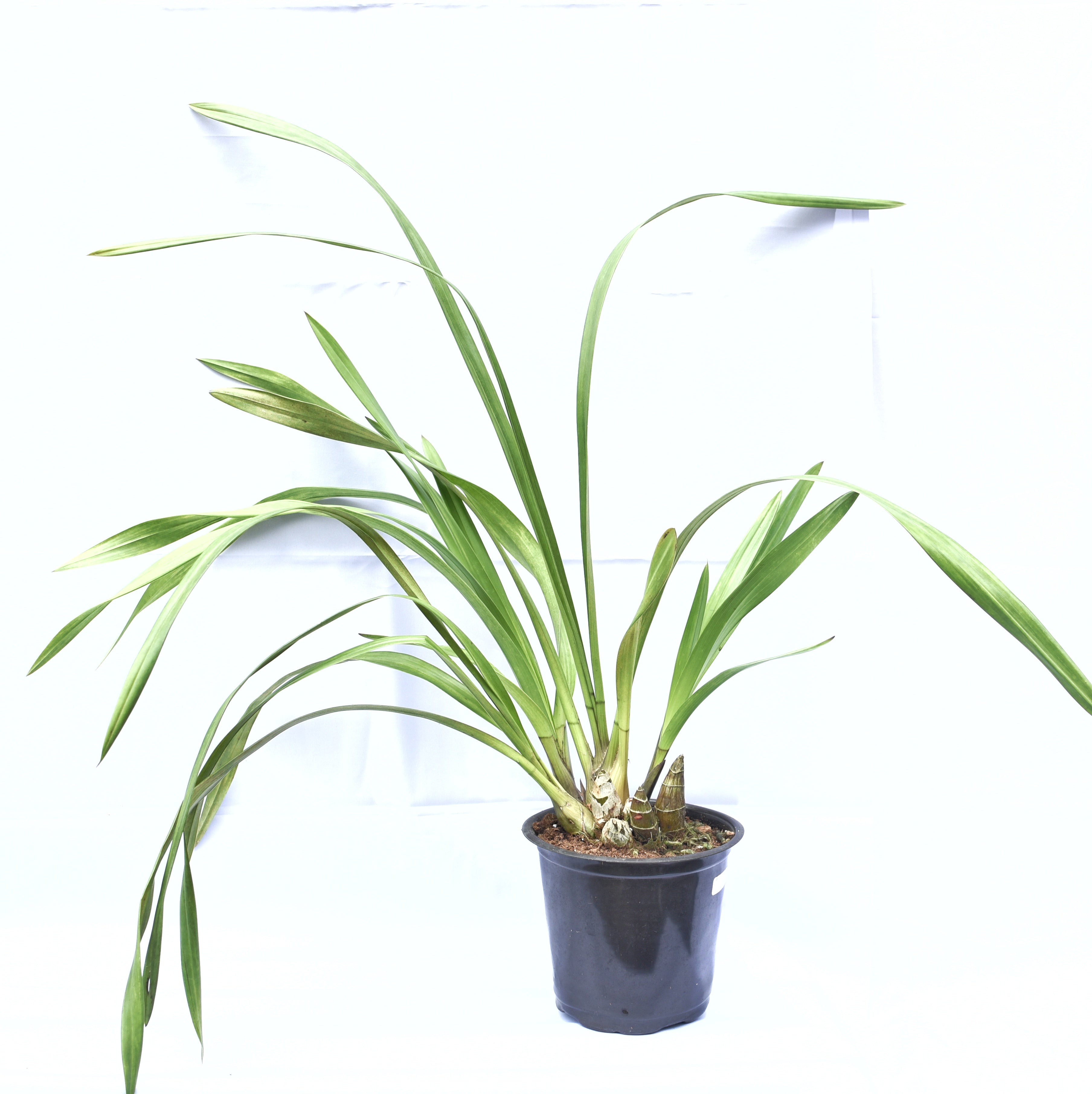 Large flowering Cymbidium ‘Marilyn Levi’ orchid plant with strong upright spikes, healthy green foliage, vigorous pseudobulbs, and vibrant red blooms cultivated in a premium West Bengal Himalayan orchid nursery. Rare temperate Cymbidium orchid hybrid ideal for collectors and luxury flowering plant displays.