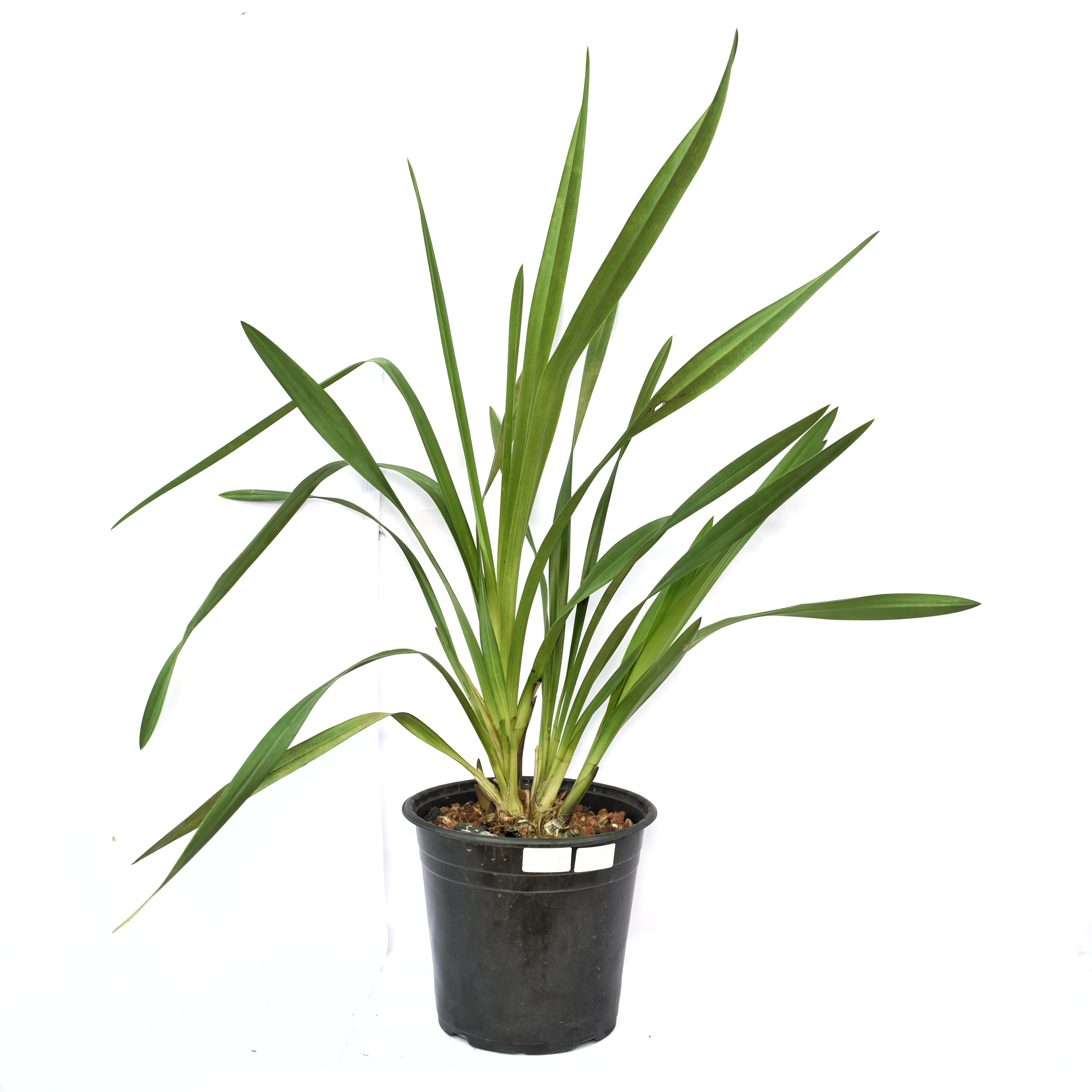 Healthy Cymbidium Mini Beacon orchid plant with green strap leaves, compact growth, miniature temperate Cymbidium hybrid, premium orchid nursery plant, rare exotic Cymbidium orchid for sale online in India.