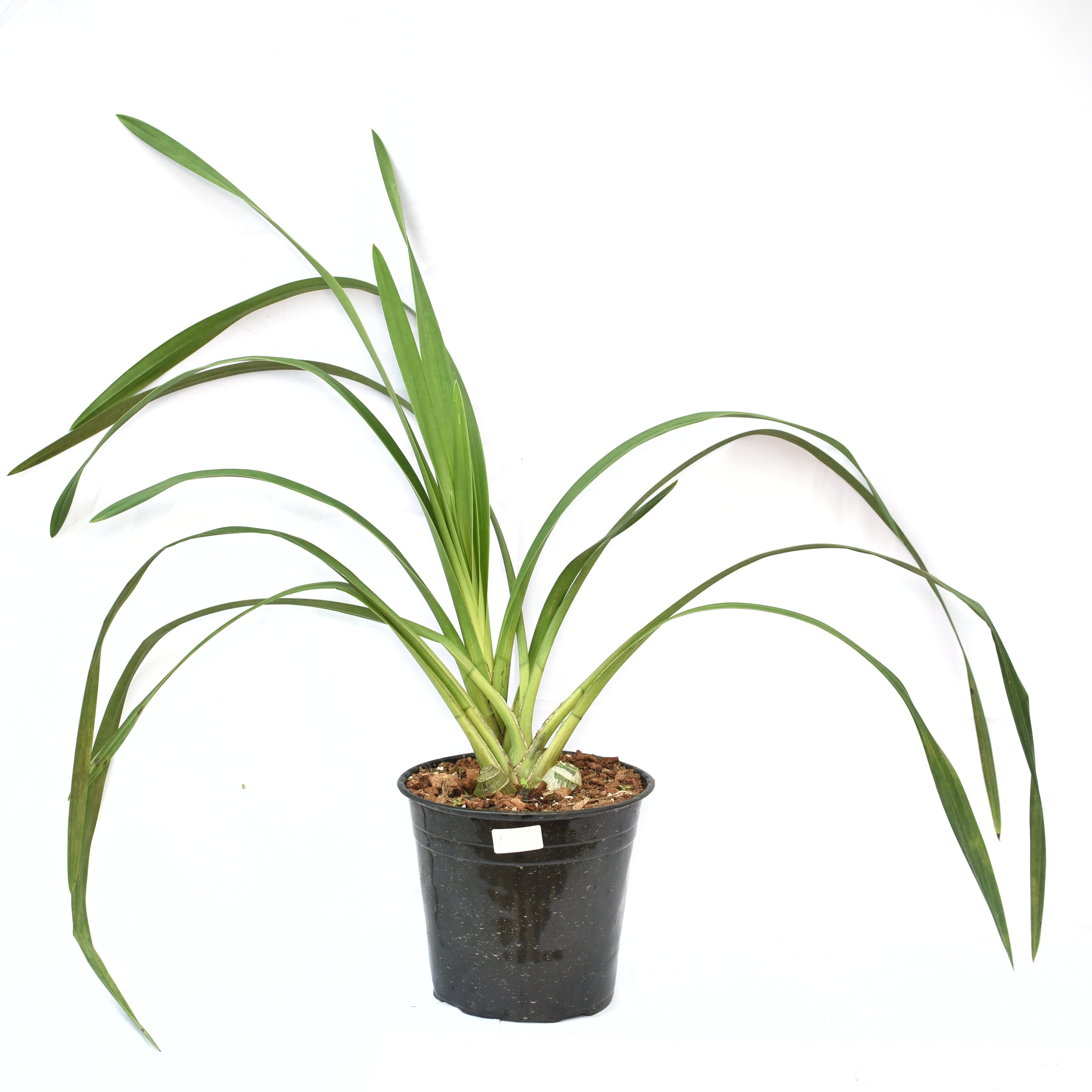 Healthy Blooming Cymbidium Summer Geyser ‘Candy’ orchid plant with lush green leaves, strong pseudobulbs and premium temperate Cymbidium orchid grown in West Bengal, India. 