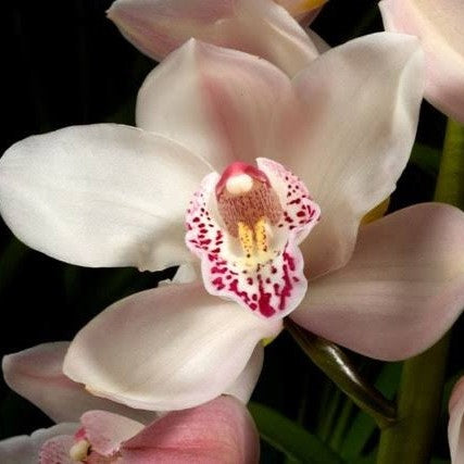 Elegant Cymbidium Summer Magic Pink orchid flower with soft pink petals, delicate speckled lip, waxy bloom texture, and premium temperate Cymbidium orchid appearance for orchid lovers and collectors in India. Rare pastel Cymbidium hybrid with refined exhibition style flowers ideal for winter blooming displays and exotic orchid collections.