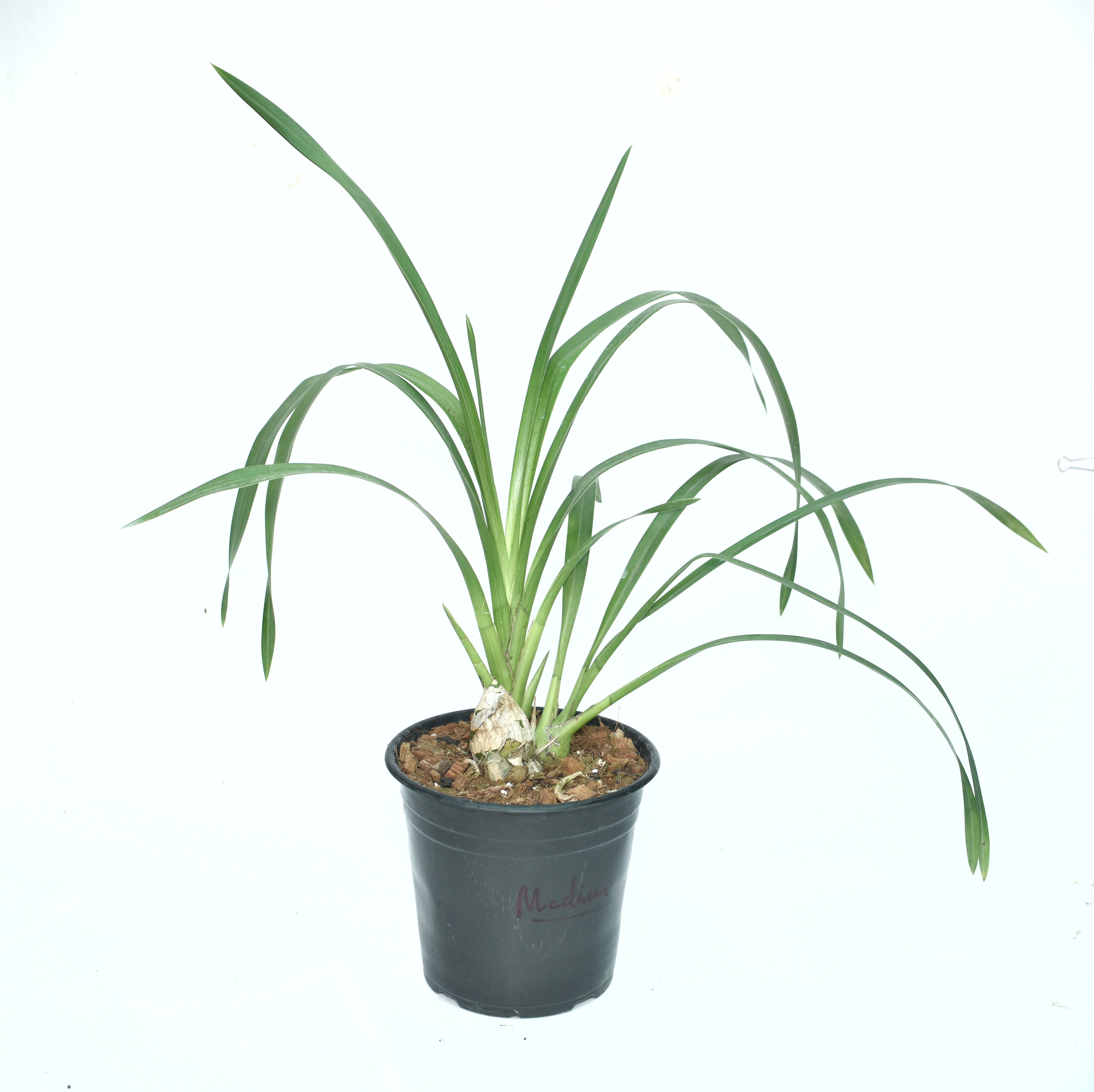 Premium Cymbidium Yellow River ‘Steffi’ orchid plant with healthy green foliage, vigorous temperate orchid growth, and elegant creamy white flowering spikes grown professionally in a West Bengal orchid nursery.
