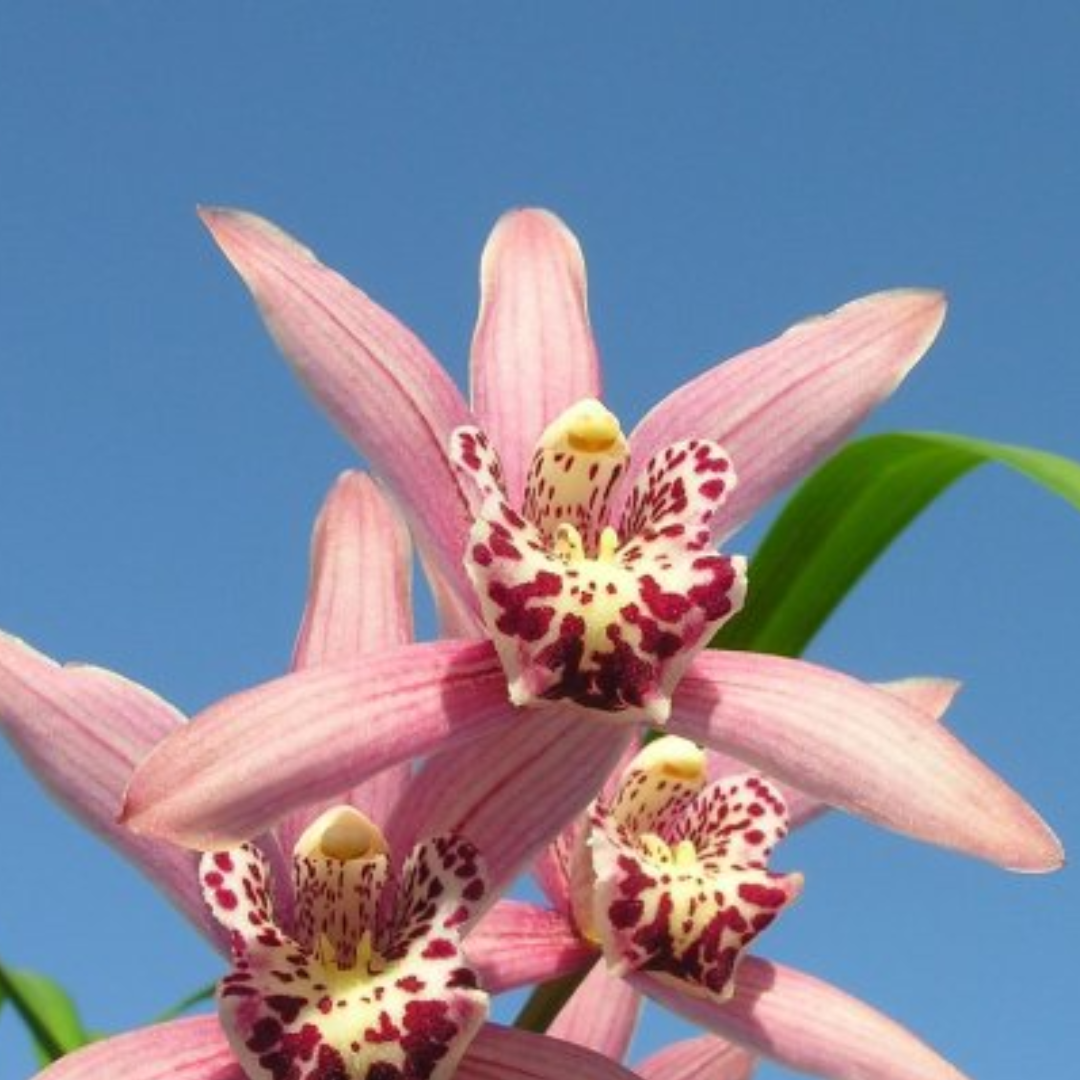 Cymbidium chuleewons Christmas #1