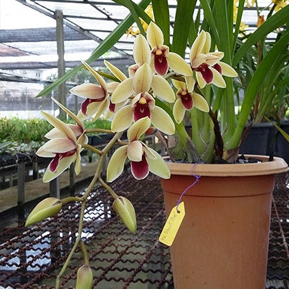 Cymbidium Pakkret Biscuit X Hanalei Alba