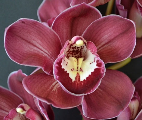 Introducing the captivating Cymbidium Red Nelly 'Purple Satin' Orchid, a botanical treasure that will mesmerize you with its striking beauty. 