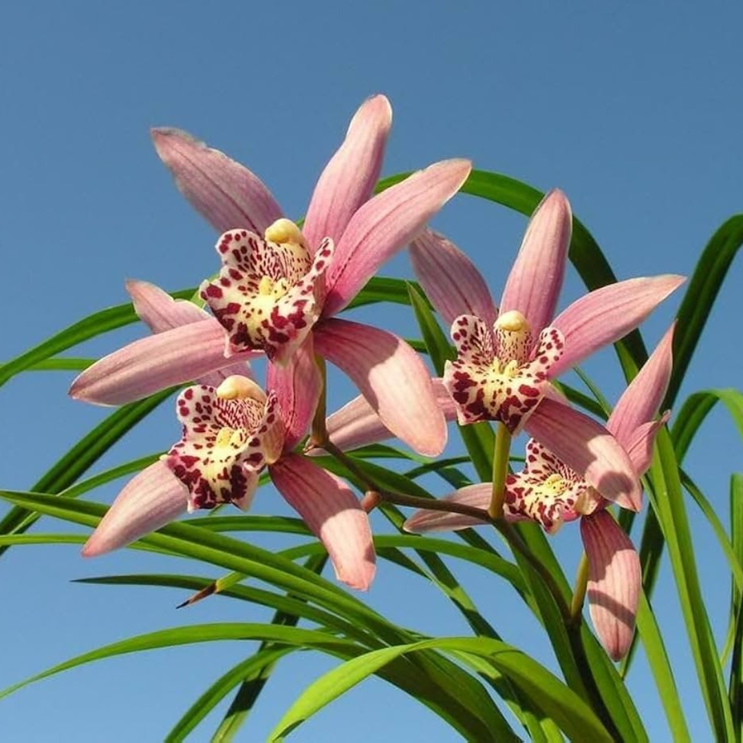 Cymbidium chuleewons Christmas