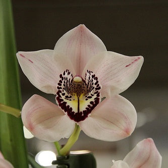 Cymbidium Via Del Playa “Pinkie”