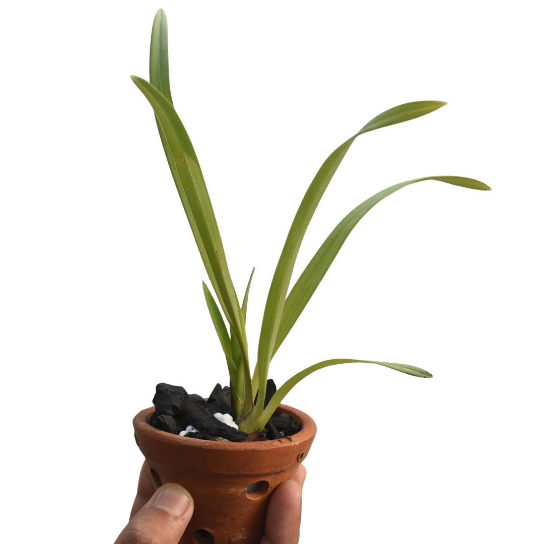 Cymbidium Chuleewons Christmas HTC orchid plant with long arching green strap leaves and multiple soft pink flowering spikes, premium heat tolerant Cymbidium hybrid suitable for warm Indian climates, balcony gardens, patios and indoor orchid displays