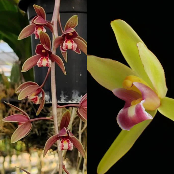 Cymbidium Clare Natasha × Hanalei Alba orchid flower displaying elegant green petals with deep maroon red lip markings, star shaped waxy blooms, contrasting striped floral patterns, and exotic Heat Tolerant Cymbidium hybrid characteristics ideal for tropical orchid collections.