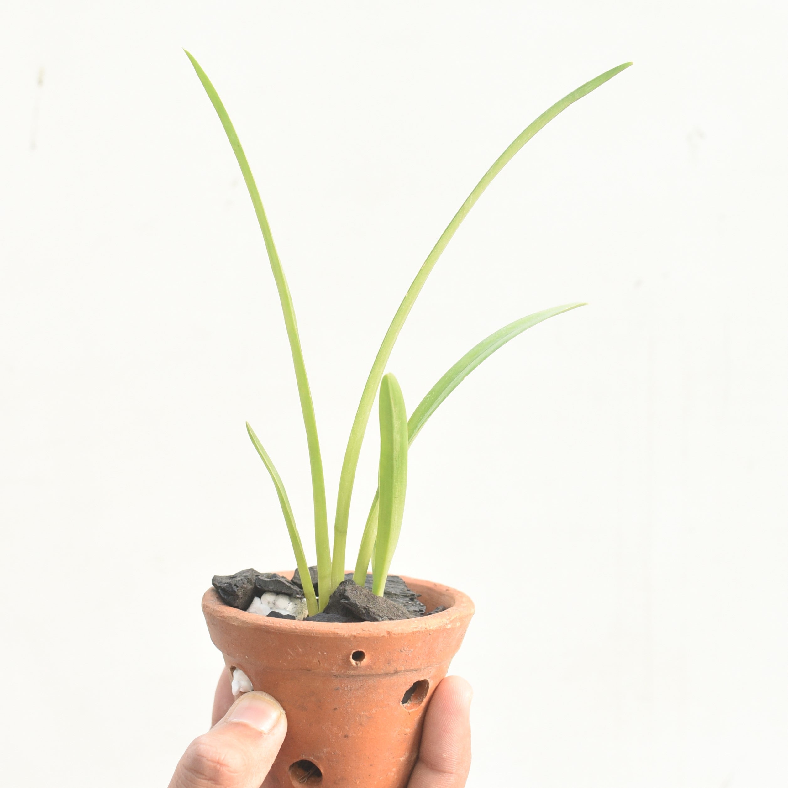Healthy Cymbidium Clare Natasha × Hanalei Alba orchid plant featuring arching green foliage, strong flowering spikes carrying green and maroon red exotic blooms, vigorous root growth, and premium Heat Tolerant Cymbidium hybrid growth suited for warm Indian climates and tropical orchid cultivation.